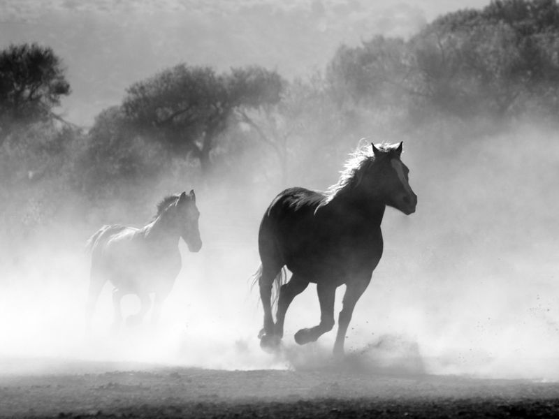SES Equine — braiding detail