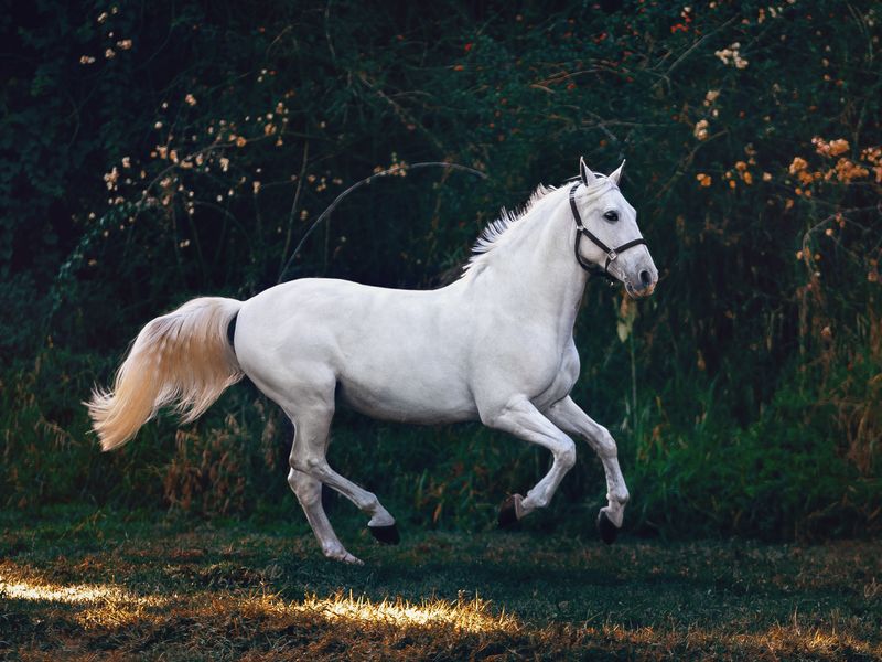 SES Equine — daily care